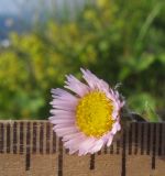 Erigeron alpinus