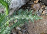 Cirsium elbrusense