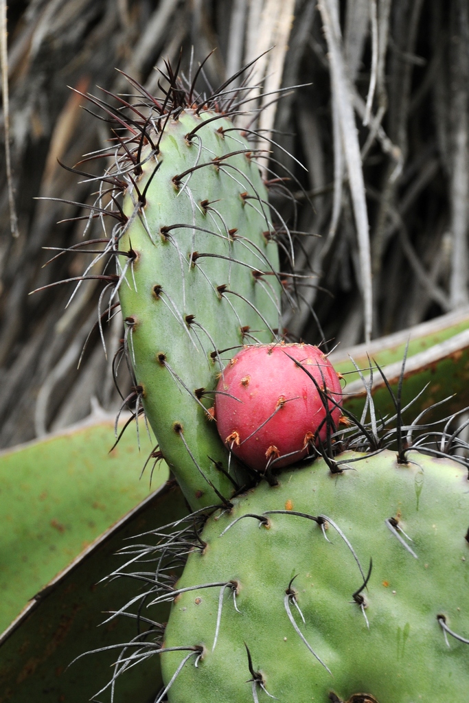 Изображение особи Opuntia stenopetala.