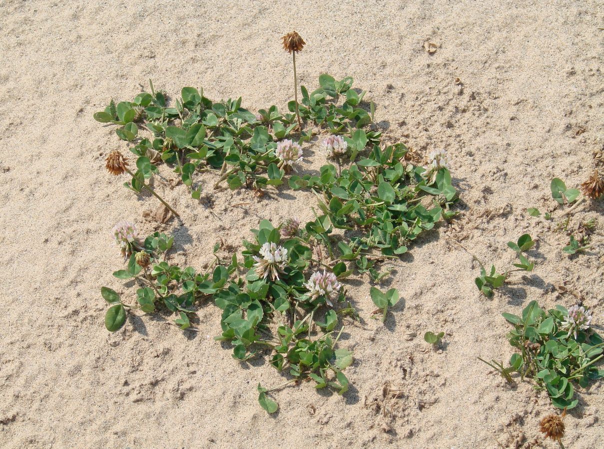 Image of Trifolium repens specimen.