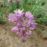 Allium mongolicum. Соцветие. Тува, Овюрский кожуун, окр. с. Хандагайты, опустыненная степь. 31.07.2018.