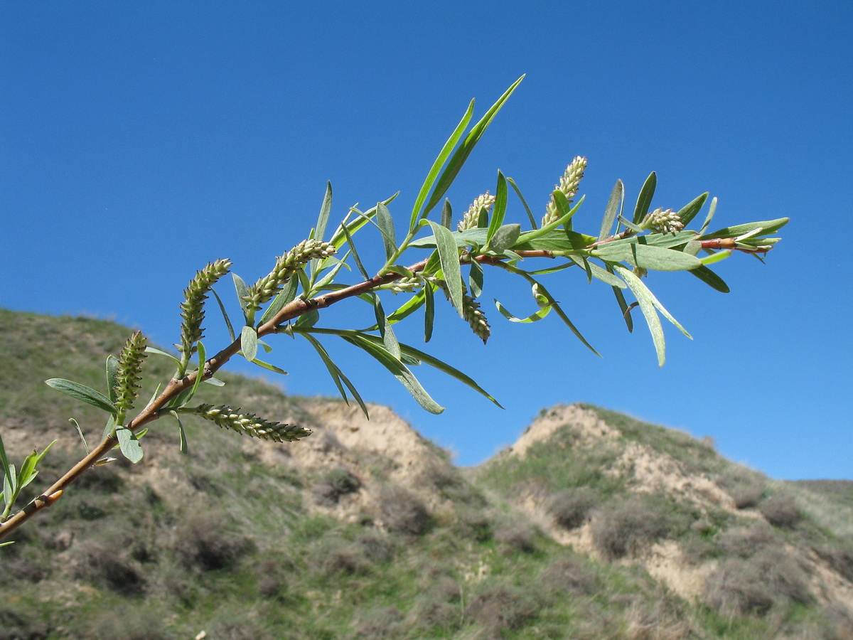 Изображение особи Salix wilhelmsiana.