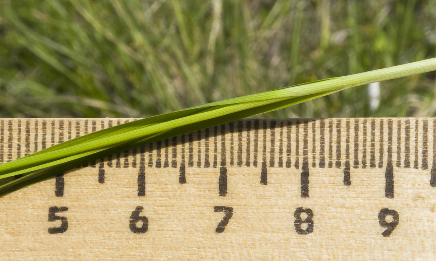 Изображение особи Carex halleriana.