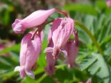 Dicentra formosa