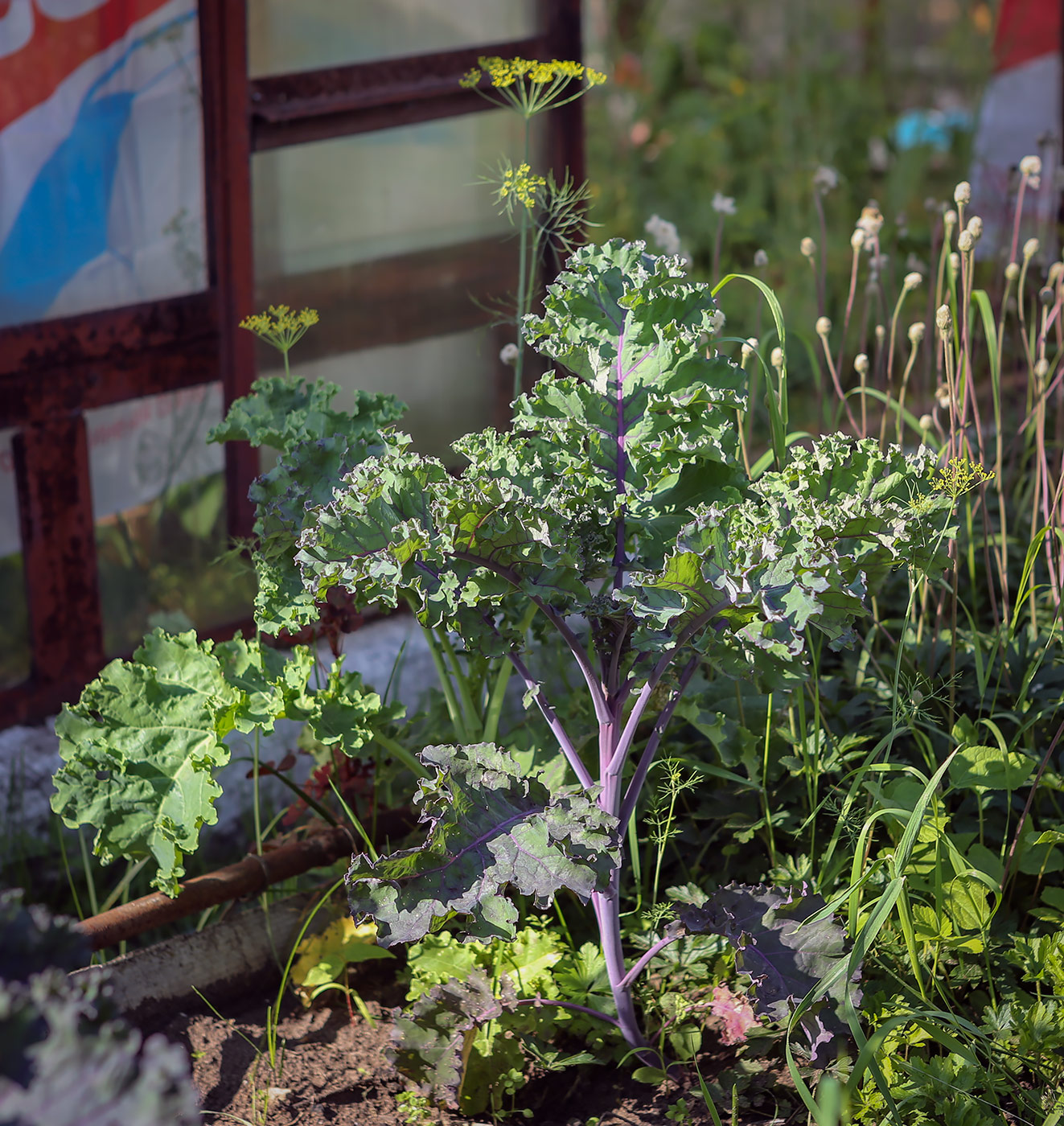 Изображение особи Brassica oleracea.