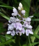 Dactylorhiza fuchsii. Соцветие. Алтайский край, Чарышский р-н, верховья руч. Большой Тигирек. 15 июля 2010 г.