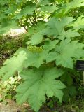 Oplopanax horridus. Плодоносящее растение. Польша, г. Рогов, арборетум, в культуре. 29.05.2018.