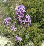 Hesperis pycnotricha