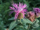 Centaurea pseudophrygia. Верхушка цветущего побега. Ульяновск, Заволжский р-н, поляна на опушке лиственного леса с преобладанием дуба. 30.07.2020.