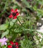 Adonis microcarpa