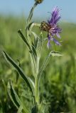 Centaurea czerkessica