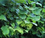 Corylus heterophylla