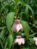 Impatiens balsamina