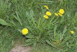 род Taraxacum