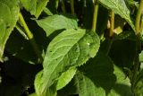 Solidago virgaurea. Лист (верхняя сторона). Республика Адыгея, Майкопский р-н, ок. 7 км к югу от с. Новопрохладное, хр. Ду-Ду-Гуш, выс. ок. 1570 м н.у.м., субальпийский луг, на склоне. 30.07.2022.