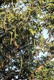 Cassia fistula. Часть кроны с плодами и листьями. Индия, провинция Уттар-Прадеш, национальный парк \"Rajaji\". 04.12.2022.