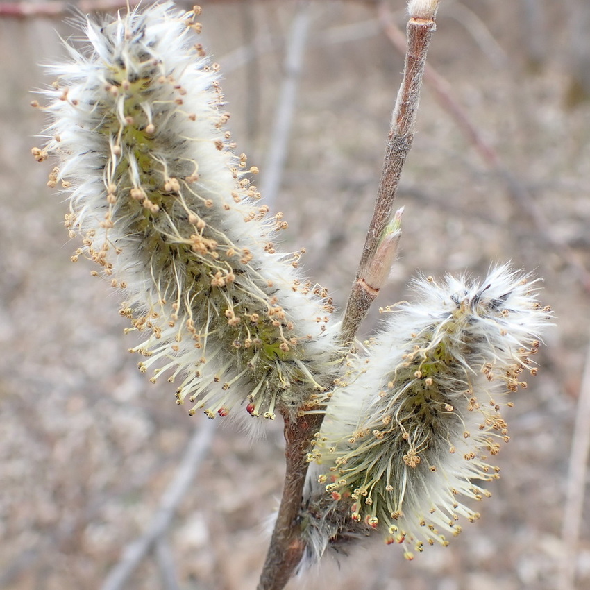 Изображение особи Salix gracilistyla.