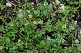 Nasturtium officinale. Верхушки цветущих и плодоносящих растений (рядом виден побег Veronica). Грузия, Имеретия, окр. водопада Ламина, каменистый берег ручья, в воде у берега. 15.06.2023.