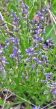 Polygala amarella