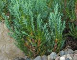 Juniperus horizontalis