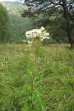 Filipendula ulmaria. Верхушка цветущего растения. Карачаево-Черкесия, Зеленчукский р-н, долина р. Аксаут, окр. аула Красный Карачай. 12.08.2011.