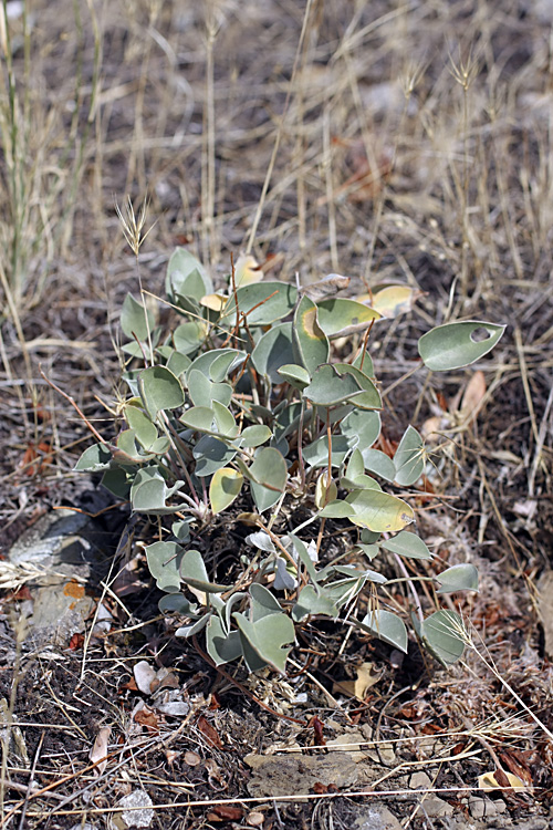 Изображение особи Hedysarum plumosum.