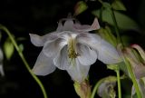 Aquilegia vulgaris. Цветок. Московская обл., Ульяновский лесопарк, в культуре. 12.06.2008.