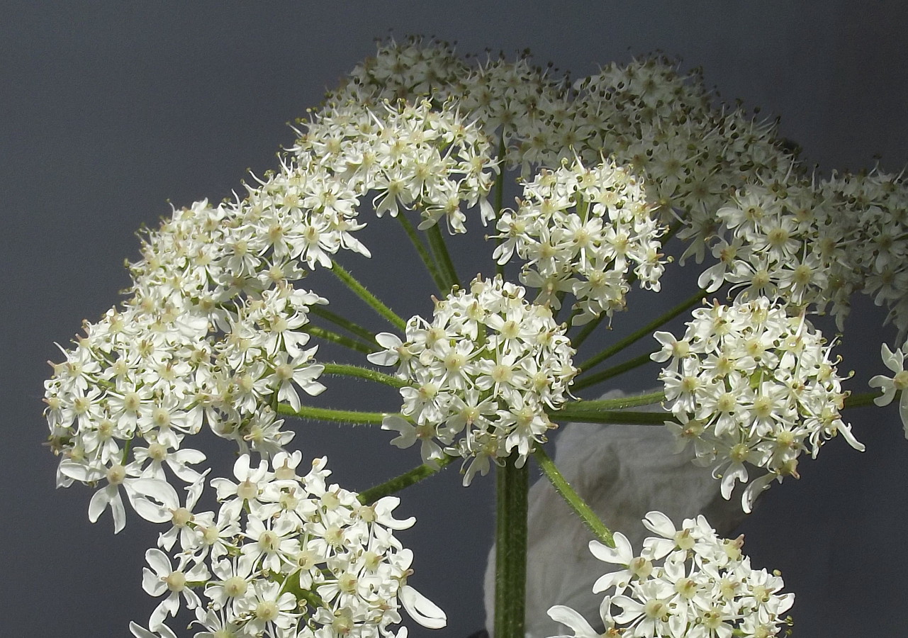 Изображение особи Heracleum sphondylium.