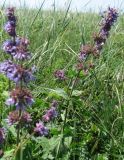 Salvia verticillata