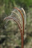 Epilobium parviflorum