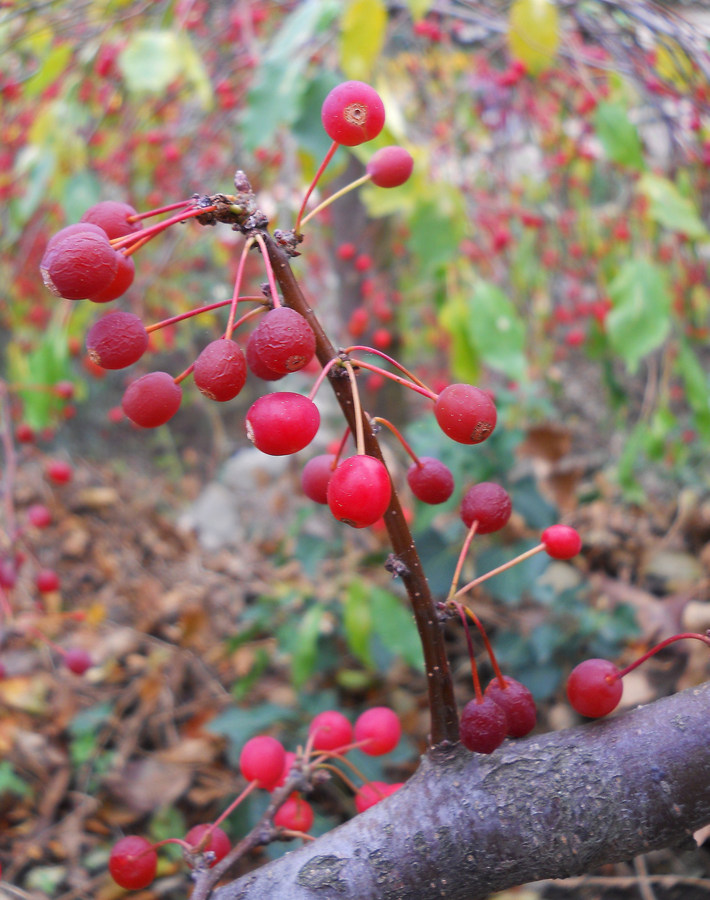 Изображение особи Malus sargentii.