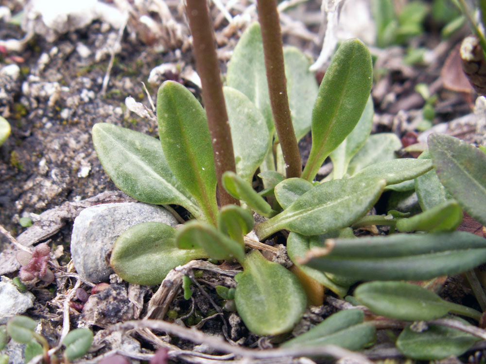 Изображение особи Primula pamirica.