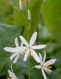 Anthericum liliago