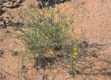 Chondrilla juncea. Цветущие растения на песчано-ракушечном пляже. Крым, Ленинский р-н, Опукский заповедник. 20.07.2013.