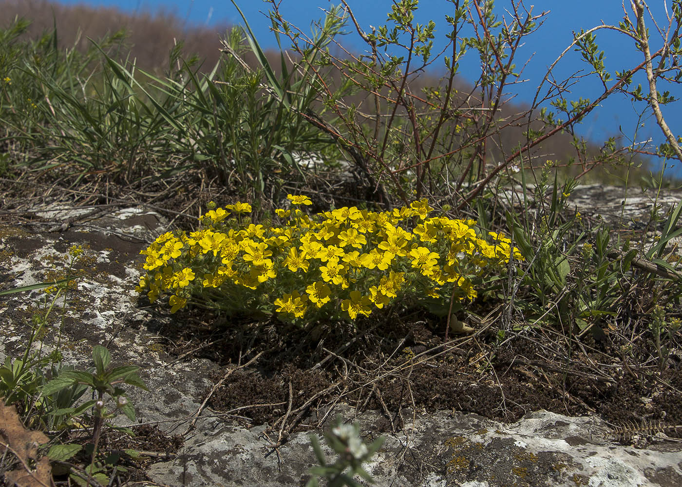 Изображение особи Potentilla humifusa.