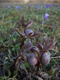 Helleborus purpurascens