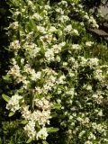 Pyracantha angustifolia