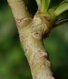 Adenium obesum