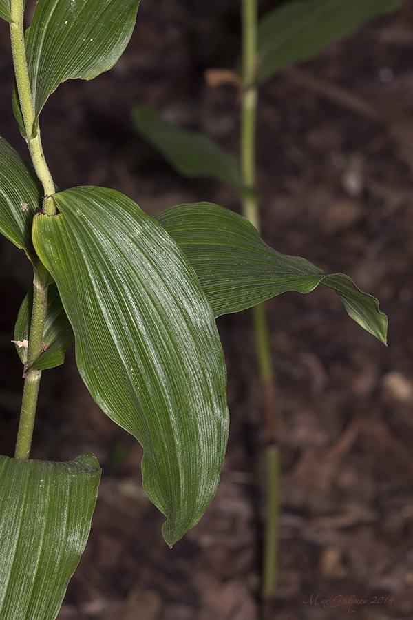 Изображение особи Epipactis helleborine.