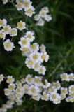 Achillea ptarmica