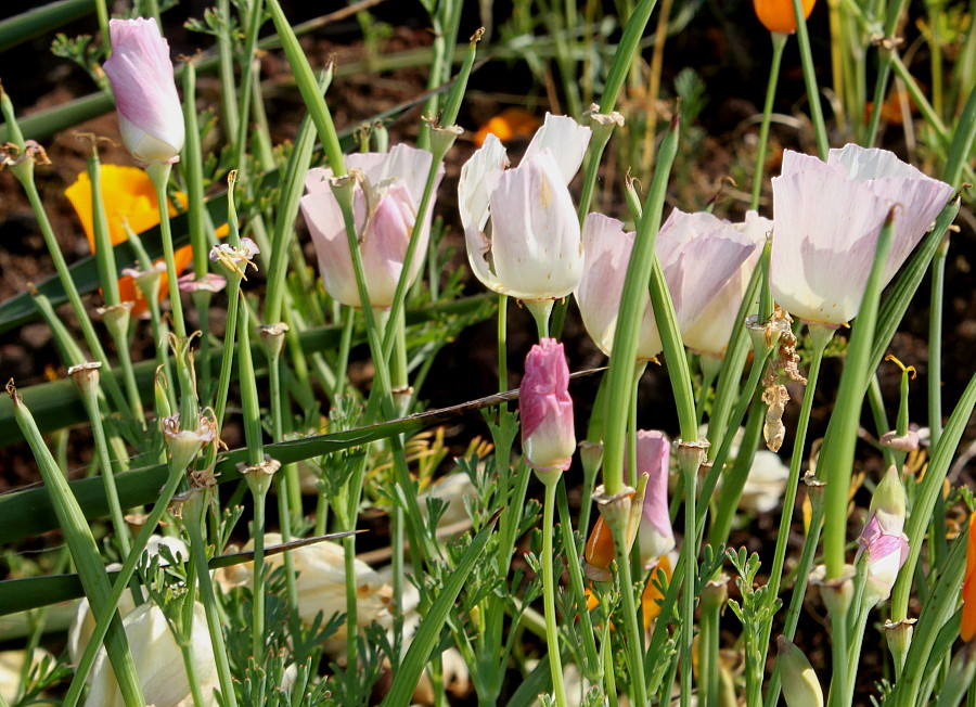 Изображение особи Eschscholzia californica.