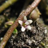 Limosella aquatica. Цветок. Нидерланды, провинция Groningen, окр. города Veendam, на дне пересохшей лужи. 13 сентября 2008 г.