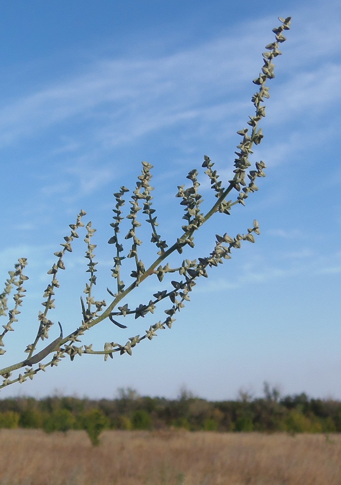 Изображение особи Atriplex patula.