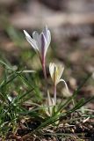 Colchicum kesselringii. Цветущие растения. Южный Казахстан, левобережье Сыр-Дарьи выше Сюткента. 28.03.2014.