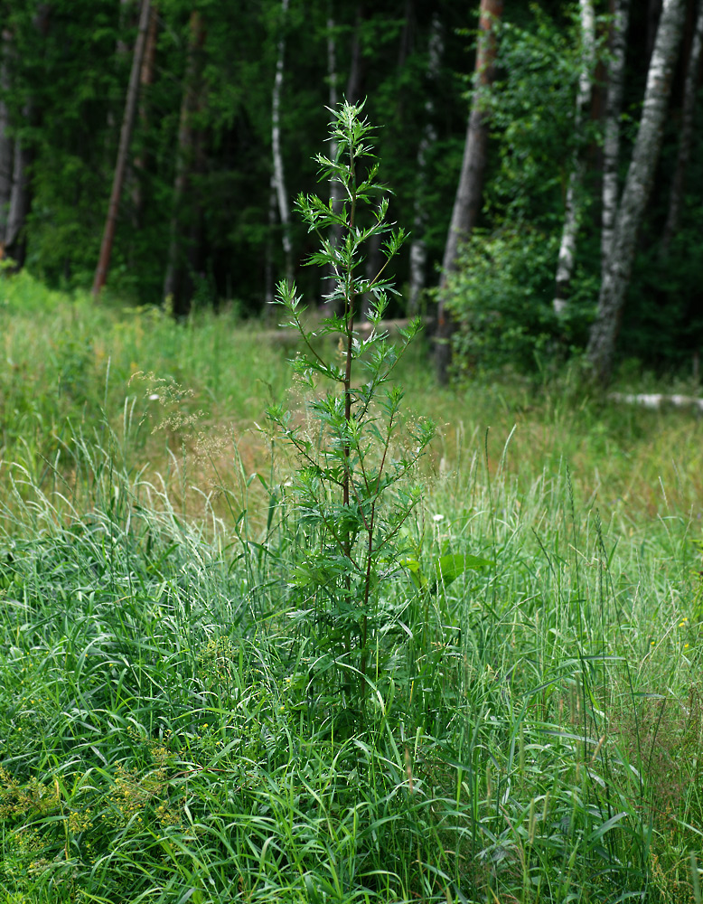 Изображение особи Artemisia vulgaris.