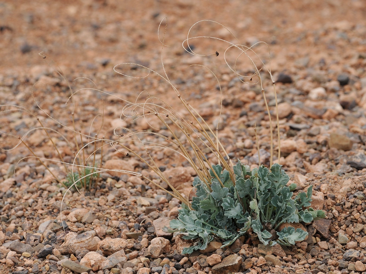 Изображение особи Glaucium squamigerum.