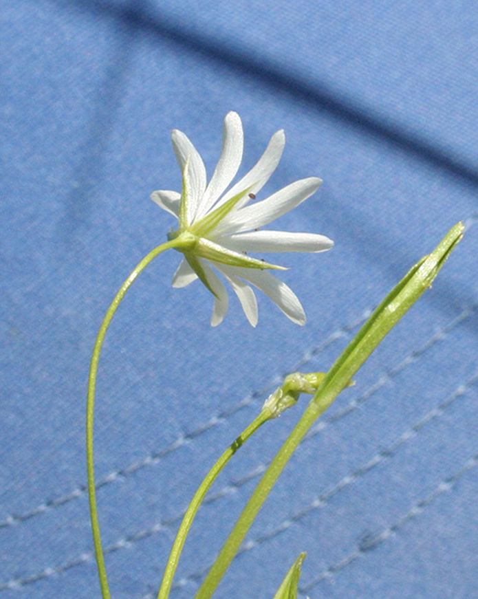 Изображение особи Stellaria graminea.