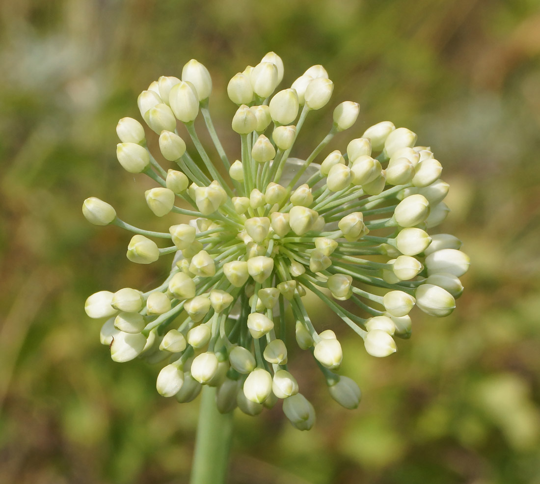 Изображение особи Allium nutans.