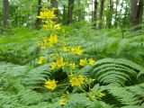 Lysimachia verticillaris