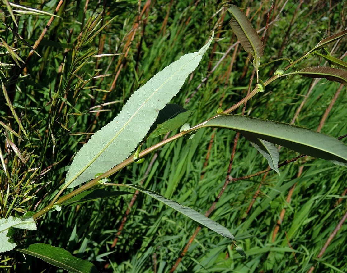 Изображение особи Salix triandra.